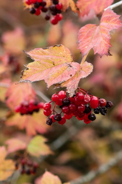 Viburnum opulus