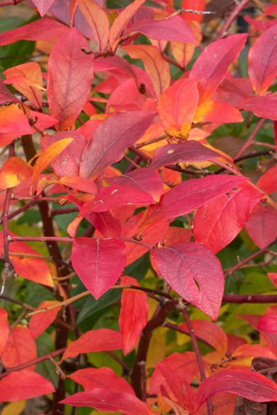 Blueberry bush leaves 