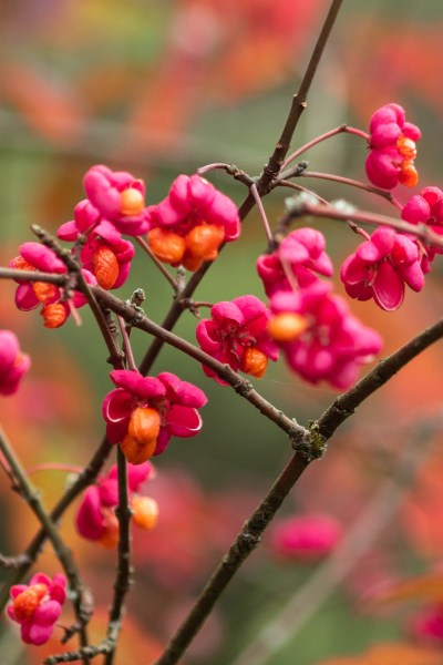 Euonymus Europeaus 'Red Cascade'