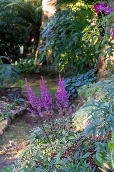 Astilbe - a good plant for damp shade