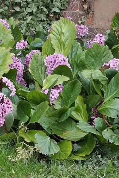 Bergenia - good for dry shade