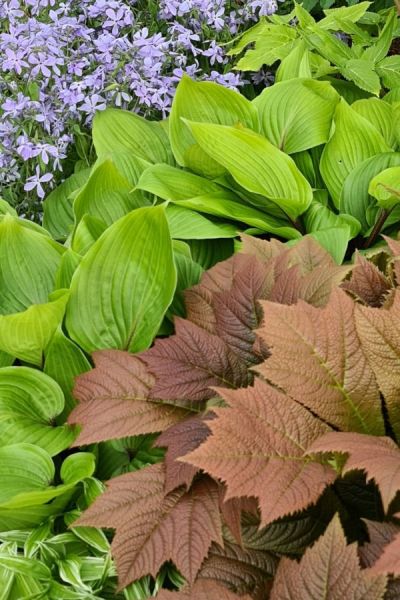 Rodgersia and Hosta with dramatically contrasting leaves