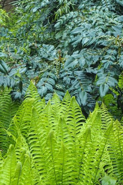 Mahonia and 'polystichum' or 'dryopteris' ferns do well in dry shade.