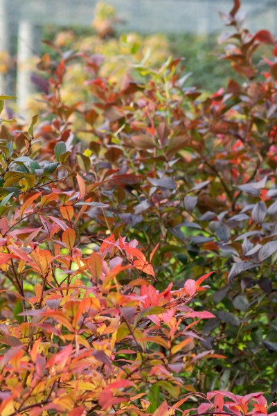 Blueberry bushes for autumn colour