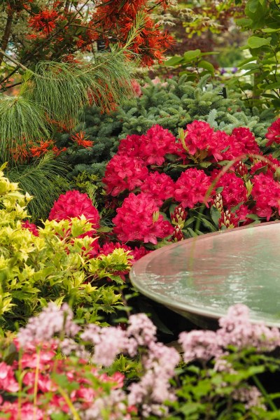 Choose a non-invasive rhododendron and buy from a specialist grower like Burncoose nurseries.