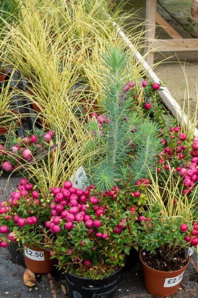 Pink, yellow and silver for winter pots