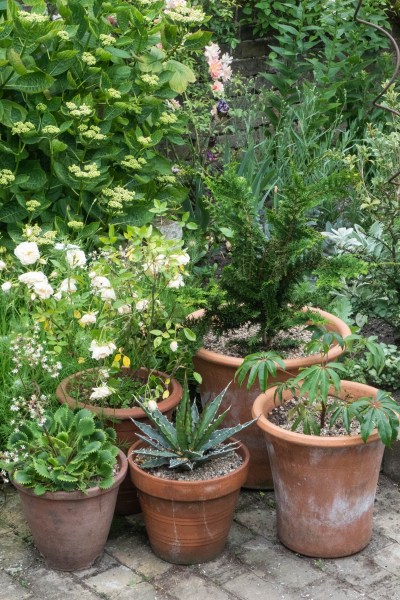 Mixed collection of evergreen pots