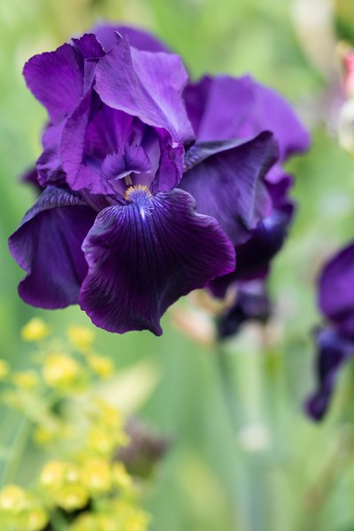 Iris Sable.