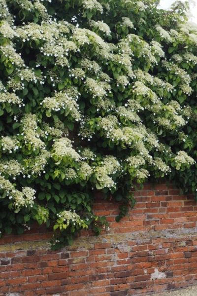 Hydrangeas for windy gardens