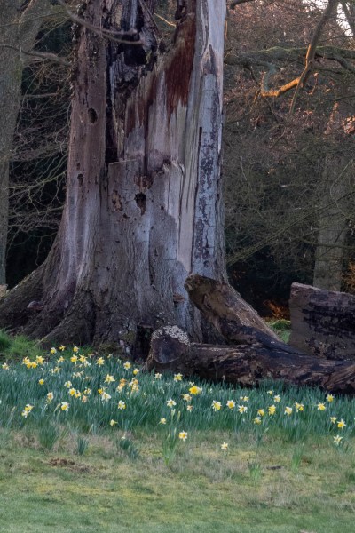 Daffodils under woodland at Doddington Place Gardens