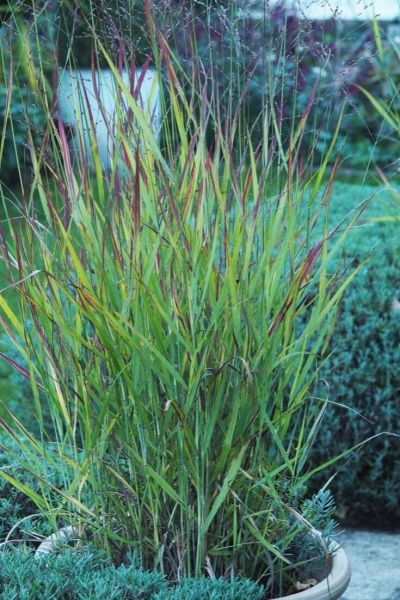 Panicum virgatum 'Shenandoah'