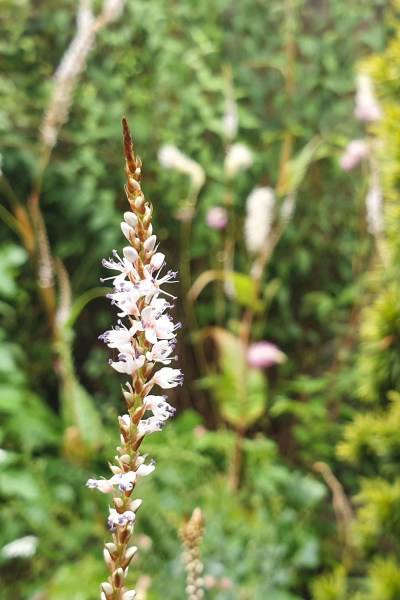 Use vertical space with tall thin flowers in a small garden