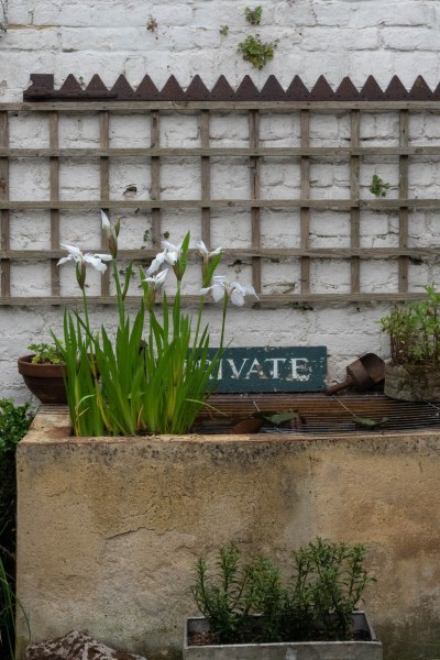 Water irises in a garden pond