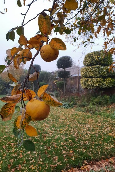 Heritage trees for autumn colour