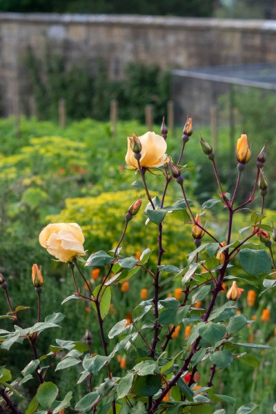 Roses for the hotel are grown in the kitchen garden