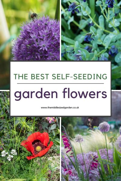 Top 25 self seeding plants for a beautiful easy garden