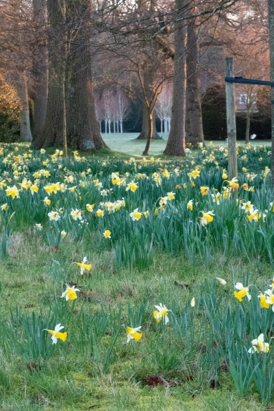 Daffodils in the lawn 