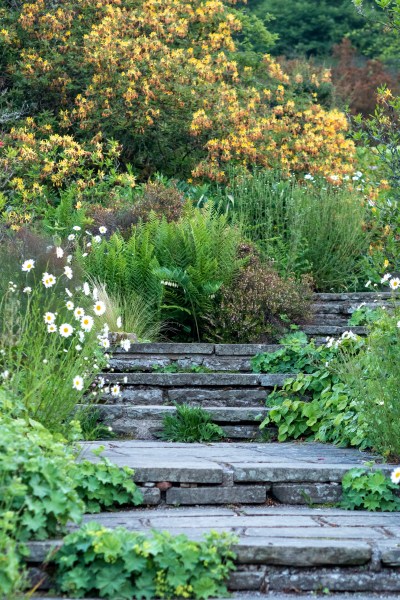 Garden steps with wild planting