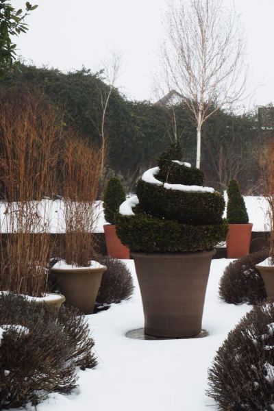 Pots for winter interest