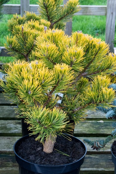 Pinus mugo Dezember Gold