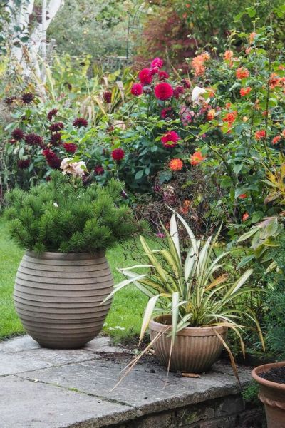 Dwarf pine conifer in pot