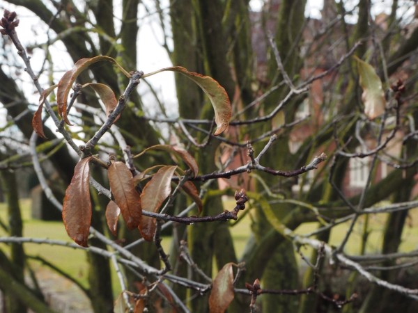 Pittosporum with winter damage