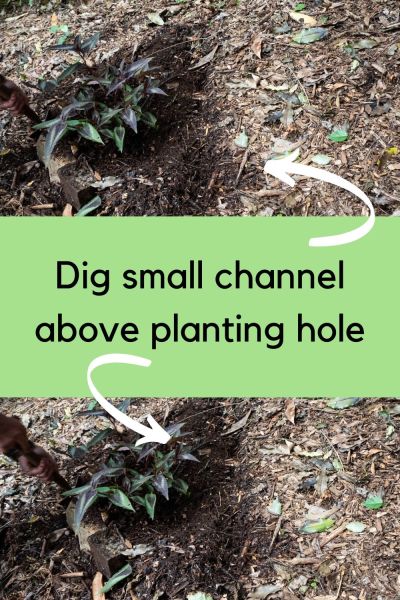 how to plant on a slope with a small ditch