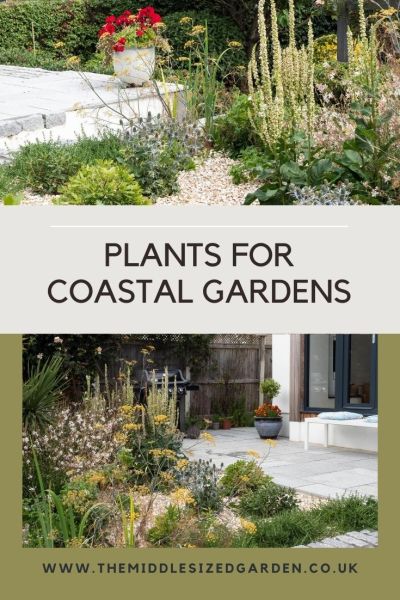 coastal garden plants