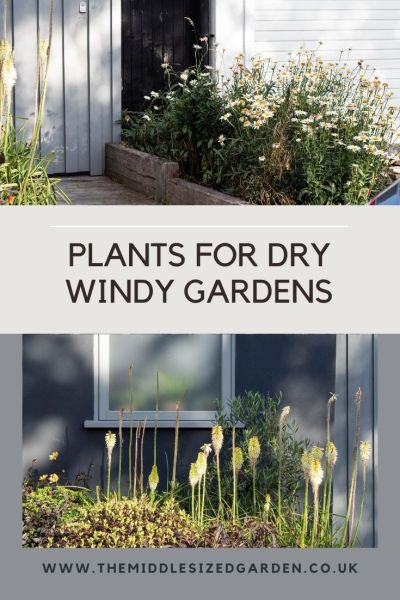 Plants for dry windy gardens