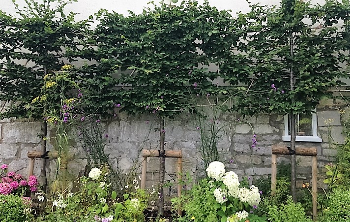 Hornbeam hedges for privacy