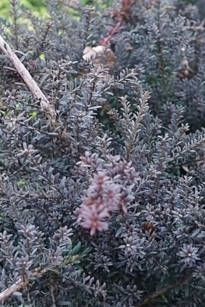 Podocarpus 'Chocolate Box.'