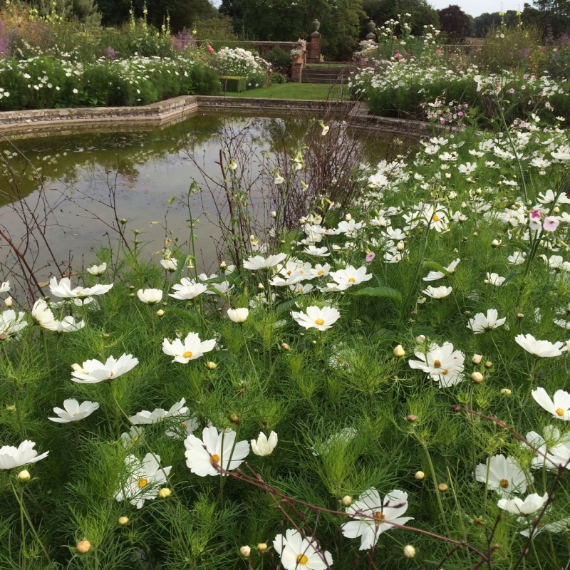 White cosmos at Doddington Place Gardens