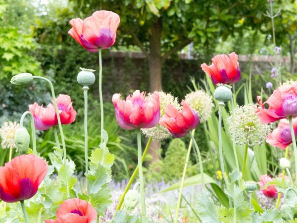 The common poppy or Papaver rhoeas self-seed easily.