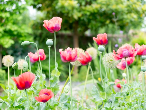 Poppies add colour in June