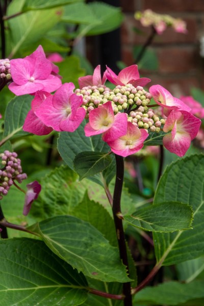 Hyndrangea Abracadabra star