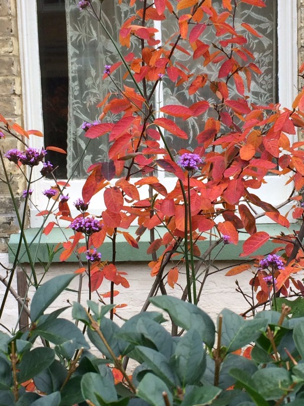 Amelanchier is a beautiful vase-shaped tree