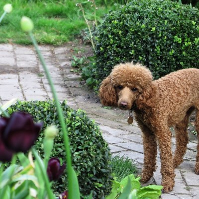 Miniature poodle