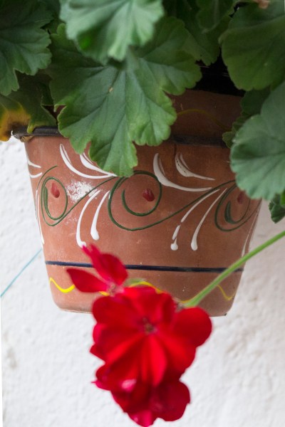 Water saving garden tips for pots #gardening