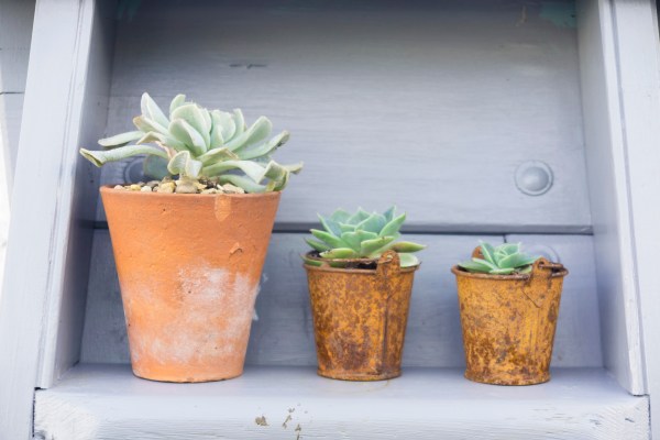 Succulents work well in seaside gardens