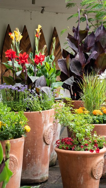 Cannas in pots