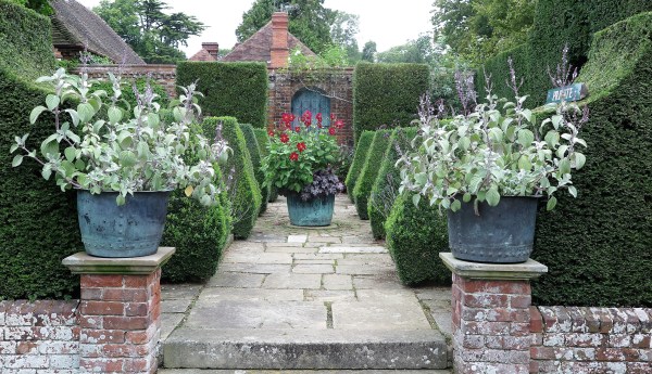 Plectranthus is beautiful easy-care plant for pots