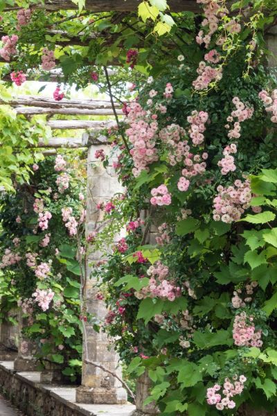 Colonnade of roses at Hever Castle