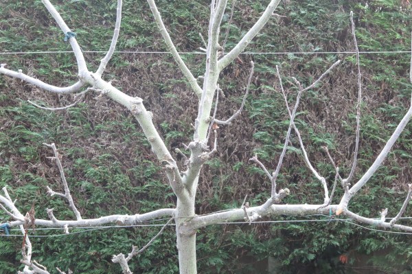 Prune cordon and espalier fruit trees in winter