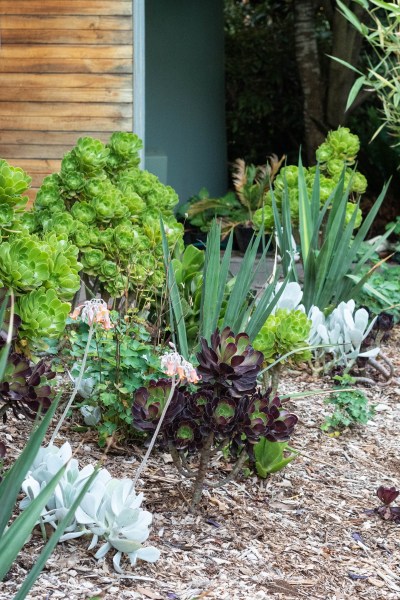 mixed dry garden planting