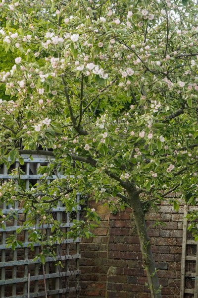 Quince trees are ideal for a small garden