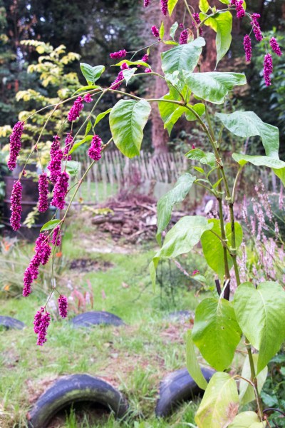 Persicaria orientalis