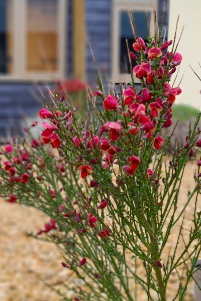 Ruby flowered broom