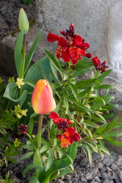 Naturalistic planting of tulips