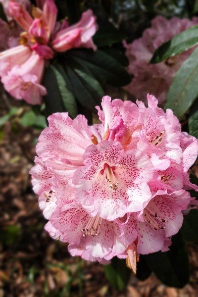 Spring flowering rhododendron