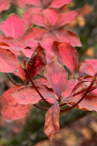 Cork azalea 